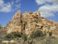 Joshua Tree NP
